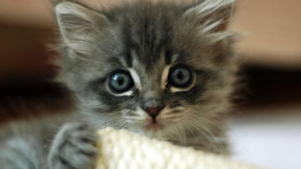 The 10 areas of the UK with the highest proportion of cats