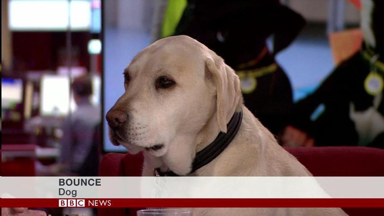 This is surely BBC News' most superfluous caption