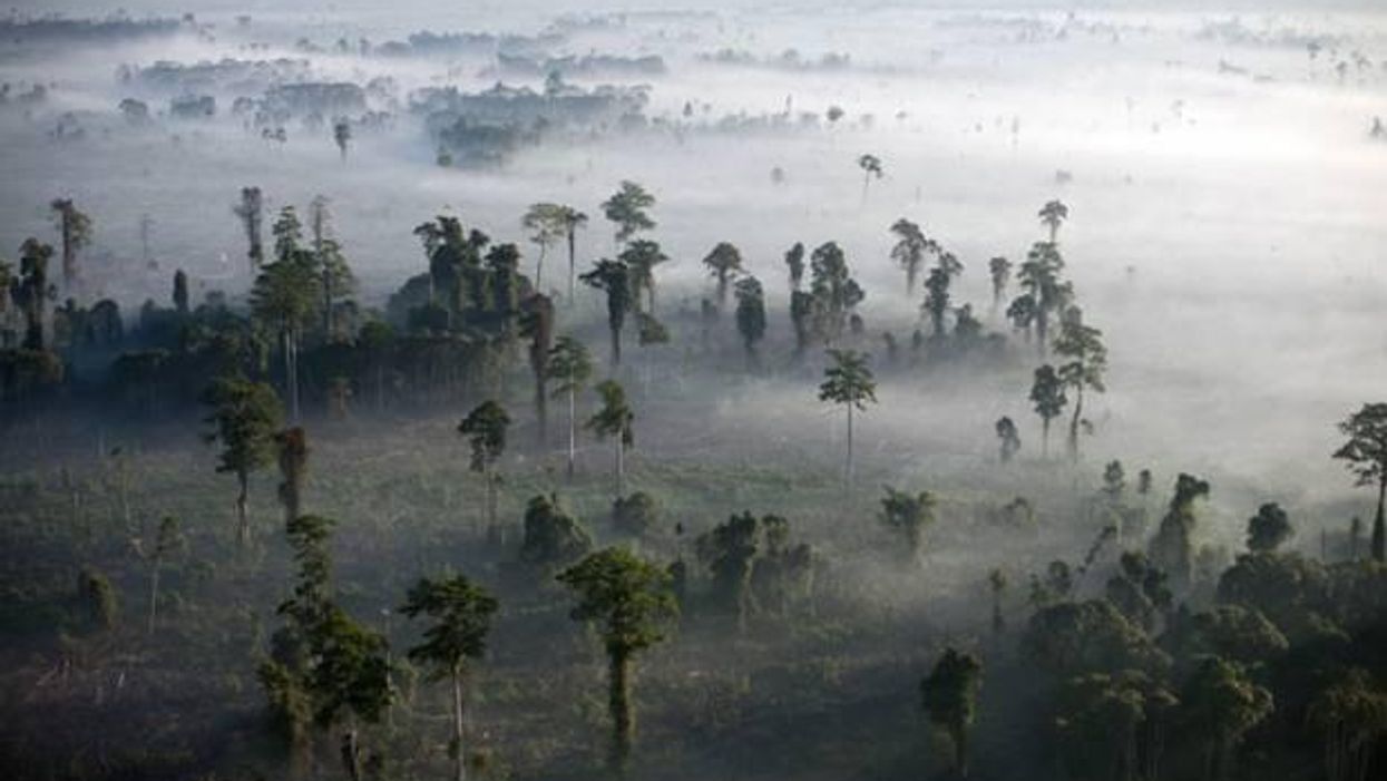 How Valentine's Day is contributing to the rainforest's decline