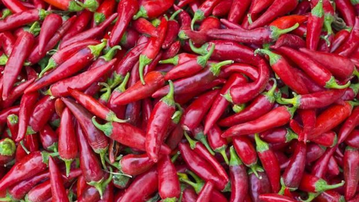 Jobseeker accidentally sends employer chilli recipe instead of CV