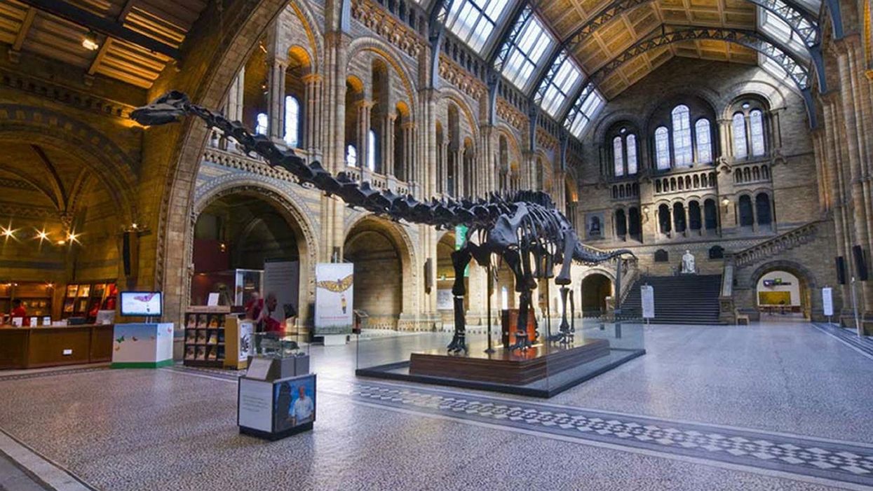 Natural History Museum to move dinosaur, people can't cope