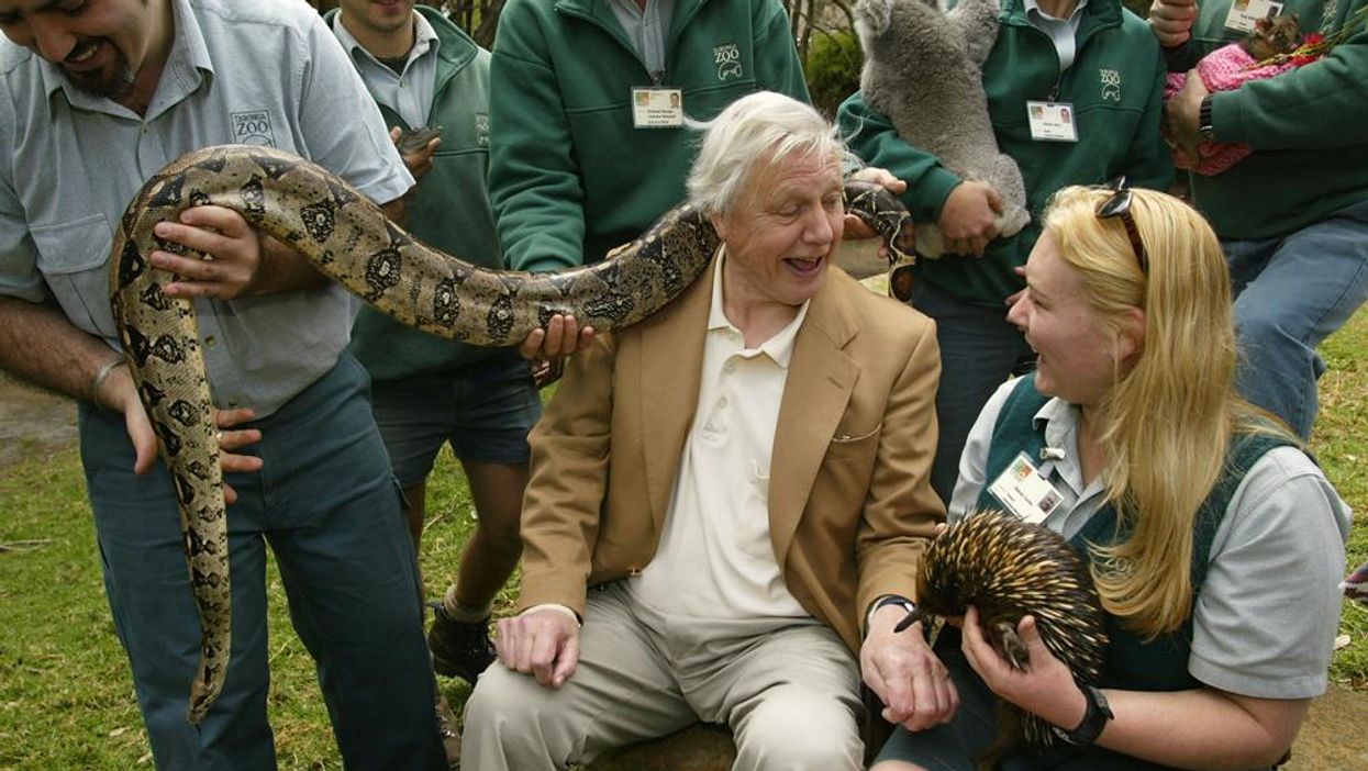 The only thing in the natural world that truly astonishes David Attenborough