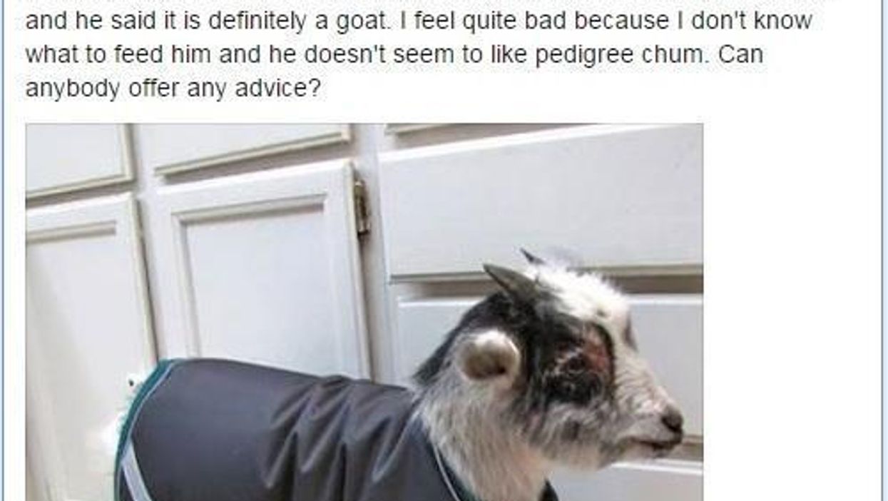 Sadly, that three-legged goat story was too good to be true