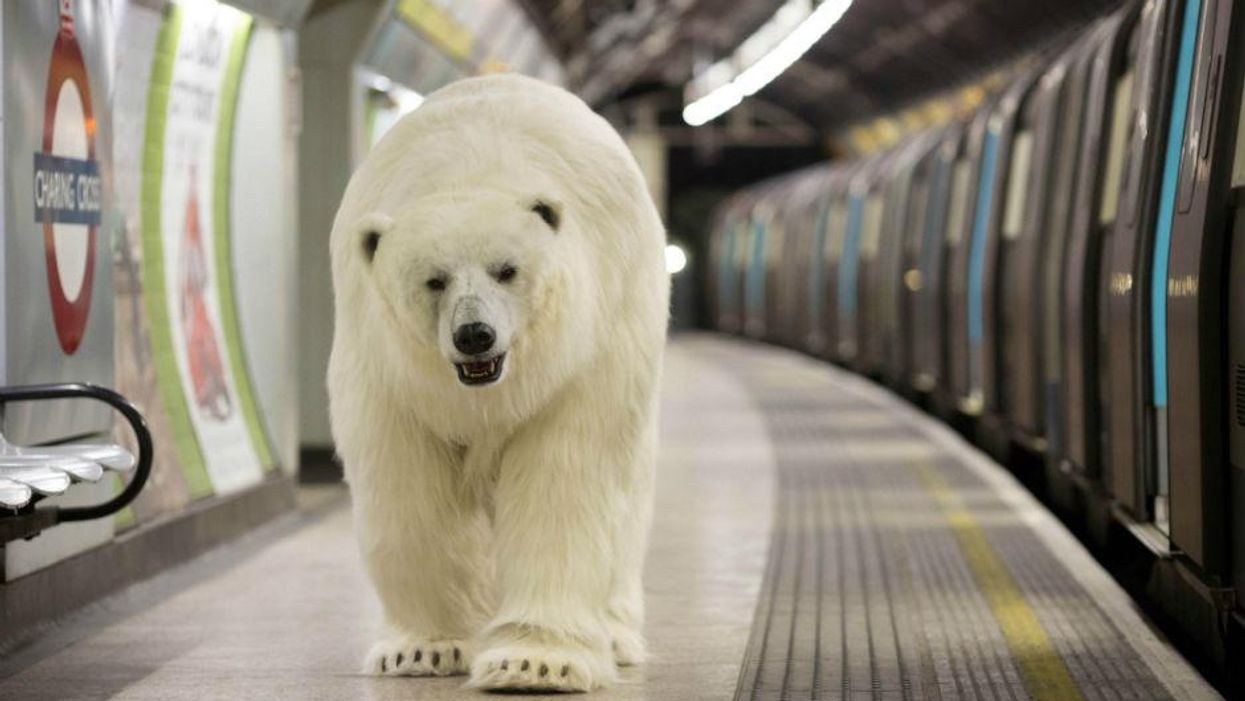 There was a polar bear on the Tube today. This is why