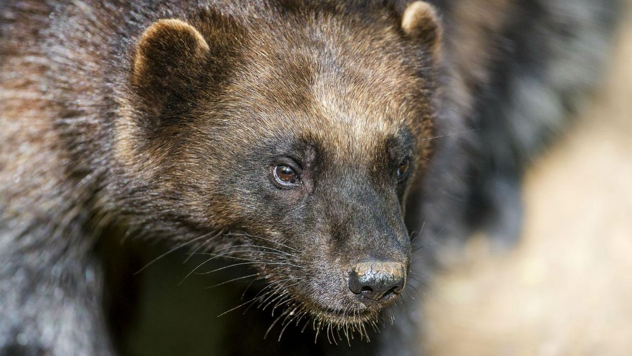 Six European animal species enjoying a resurgence