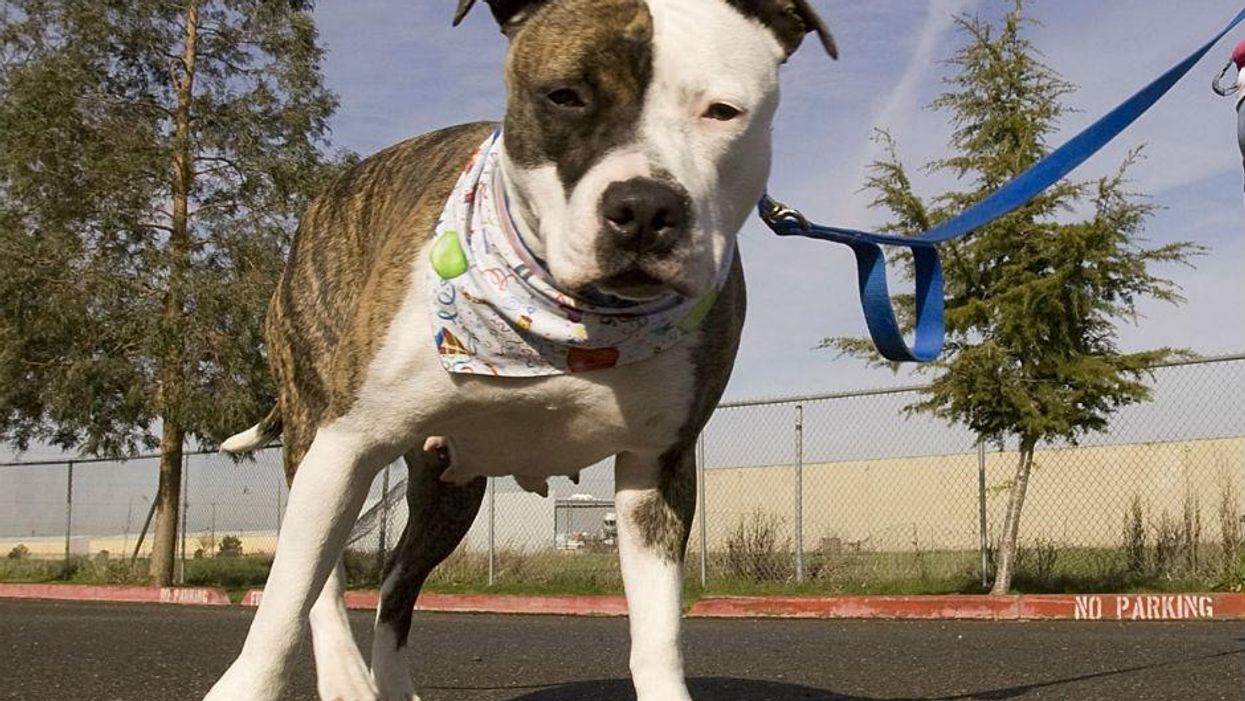 This 4-year-old has a crazy amount of control over her six pitbulls