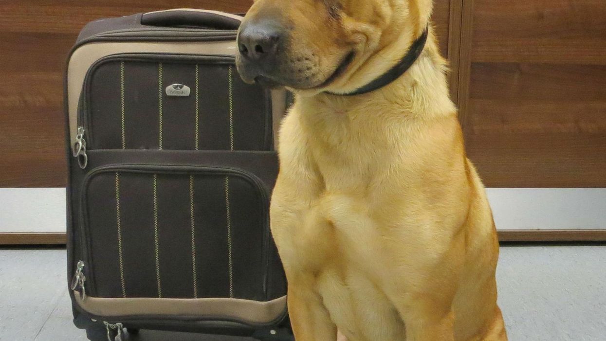 Dog abandoned at railway station with a suitcase needs a home