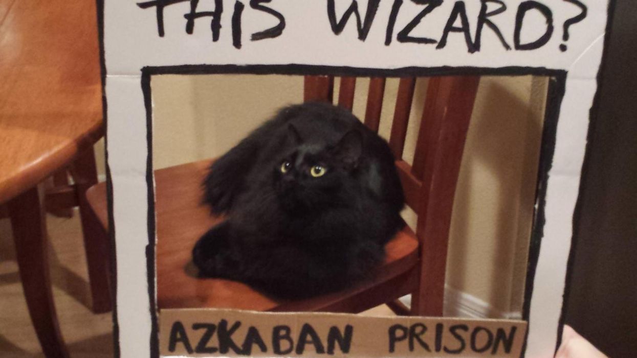 Amazing person transforms friend's flat into Hogwarts