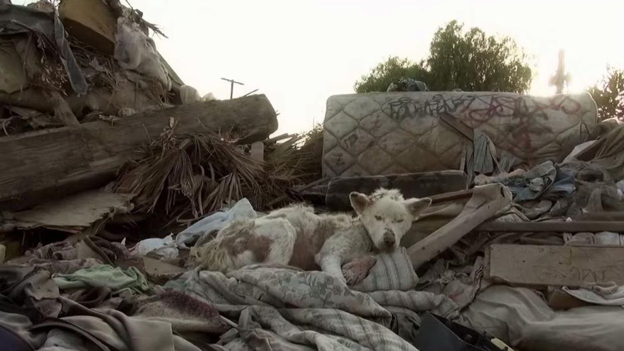 This dog's story also has a happy ending (and an amazing transformation)