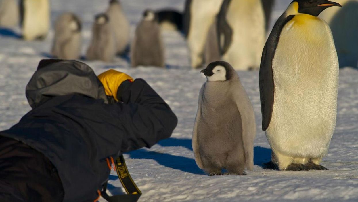 Penguins just can't quite catch a break these days