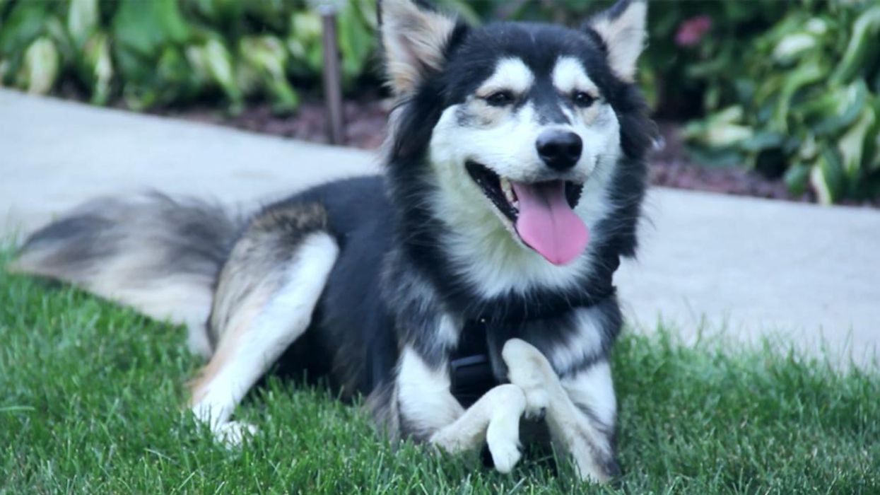 The story of the dog with no front paws is actually adorable