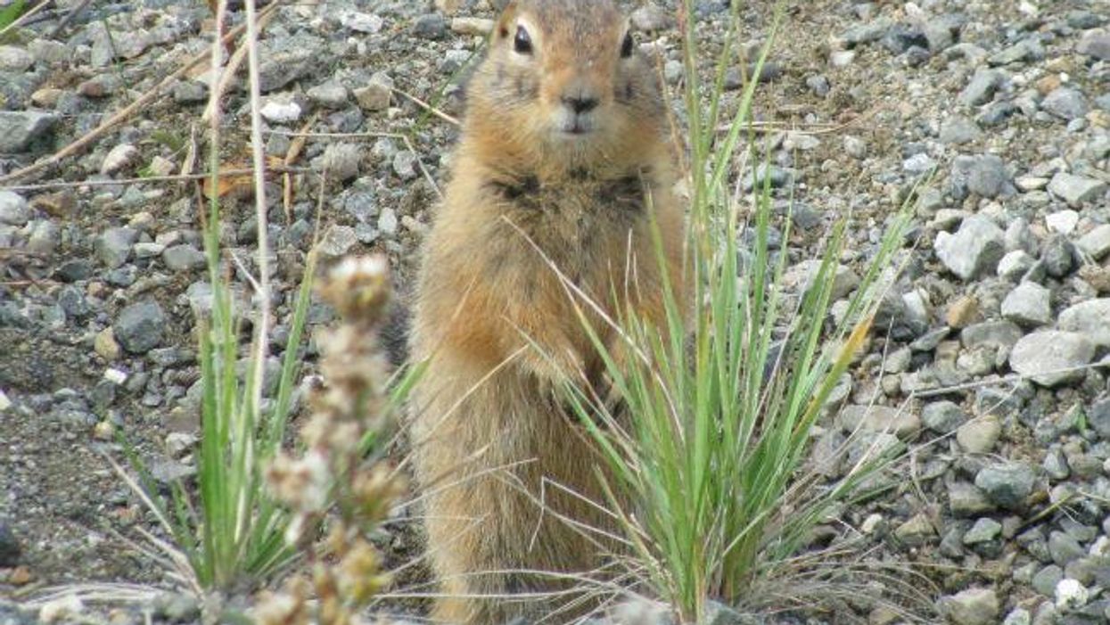 Climate change: It turns out that squirrels did it