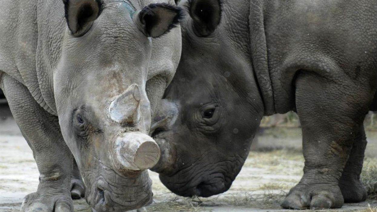 One of the world's six remaining northern white rhinos has just died