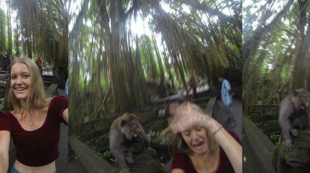 This monkey selfie did not go as planned