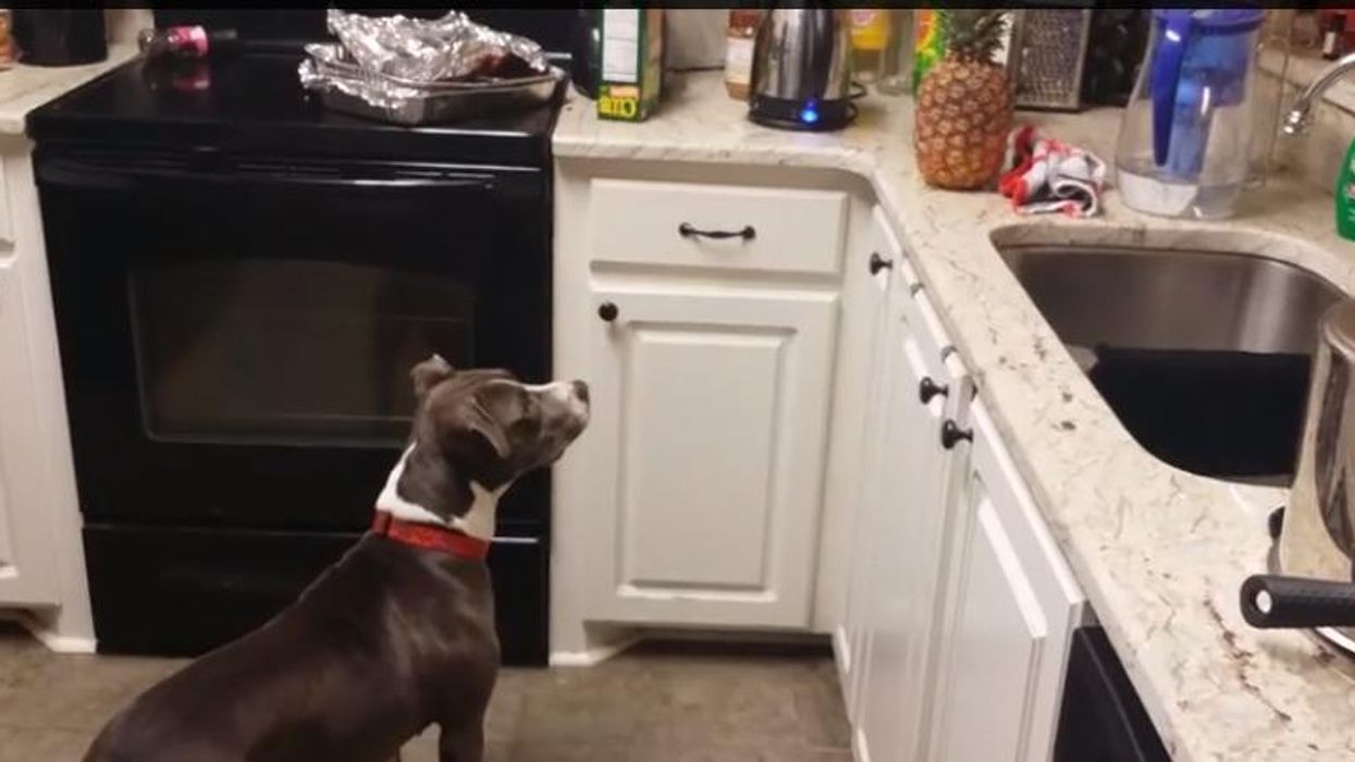 Today's life lesson comes from Stella, the pitbull scared of pineapples