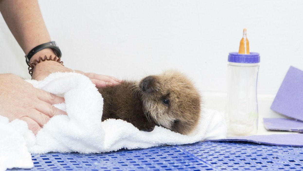 This orphaned baby otter finally has a name