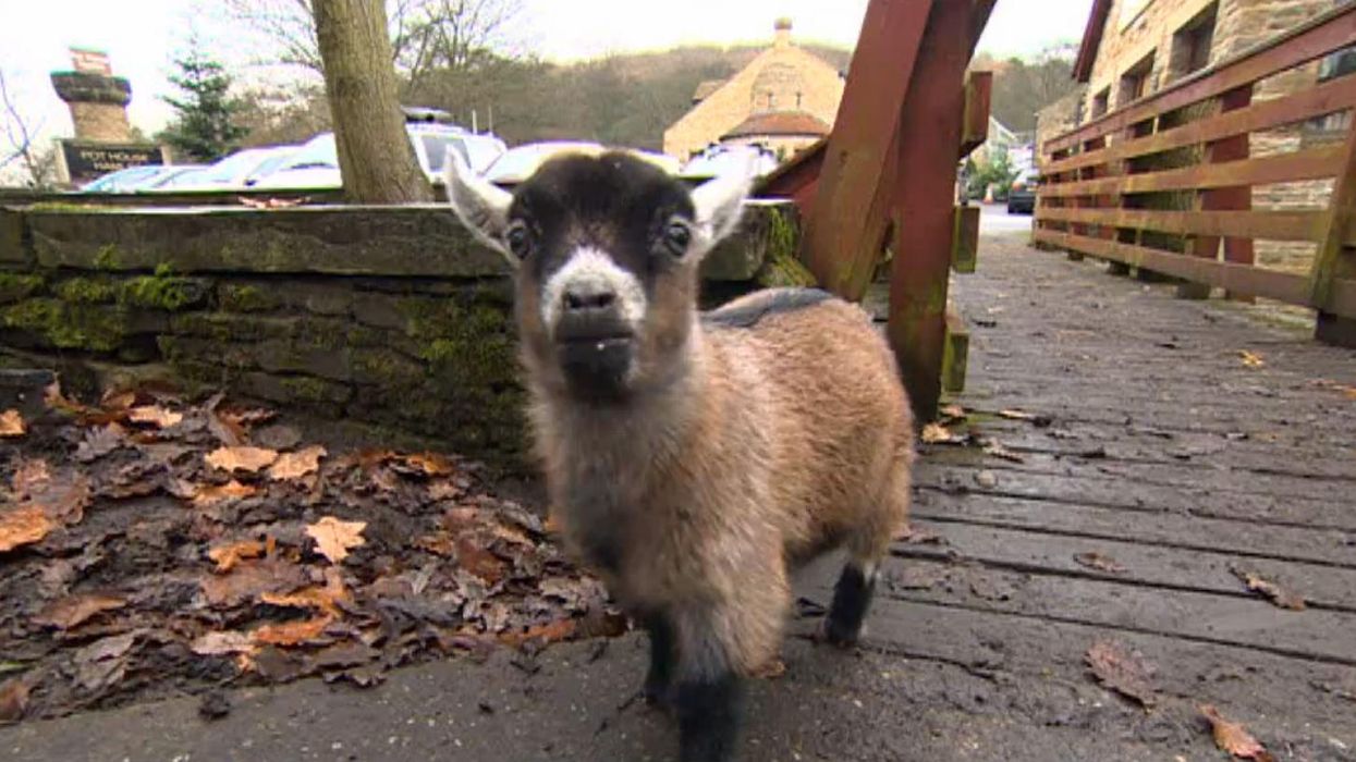 Introducing the world's best goat (and we do not say that lightly)