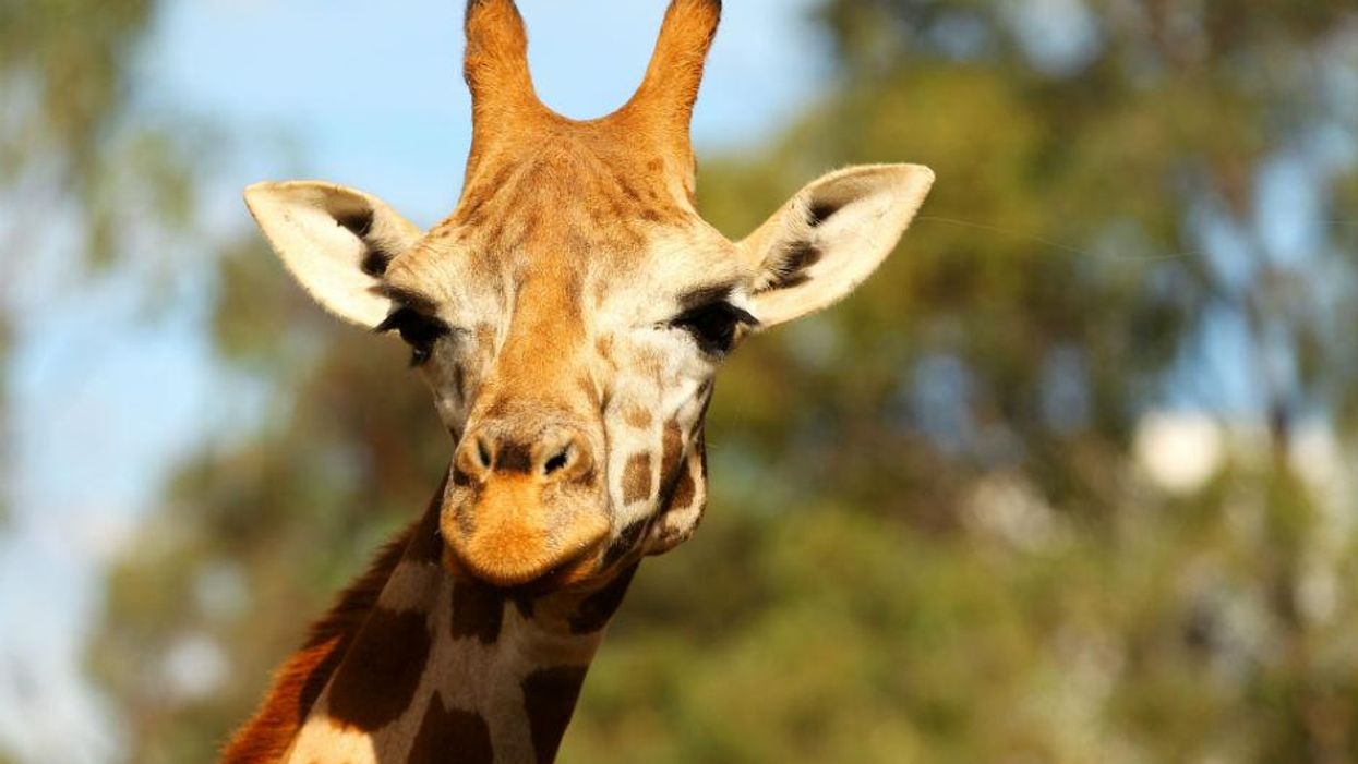 It's time we started caring more about the giraffe