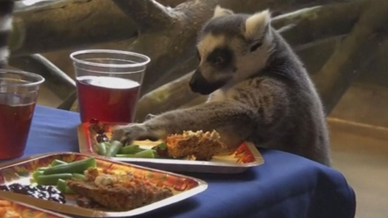 Lemurs make Thanksgiving much, much cuter
