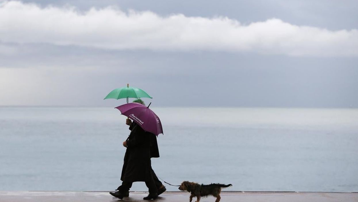How much does a dog understand? More than you might think