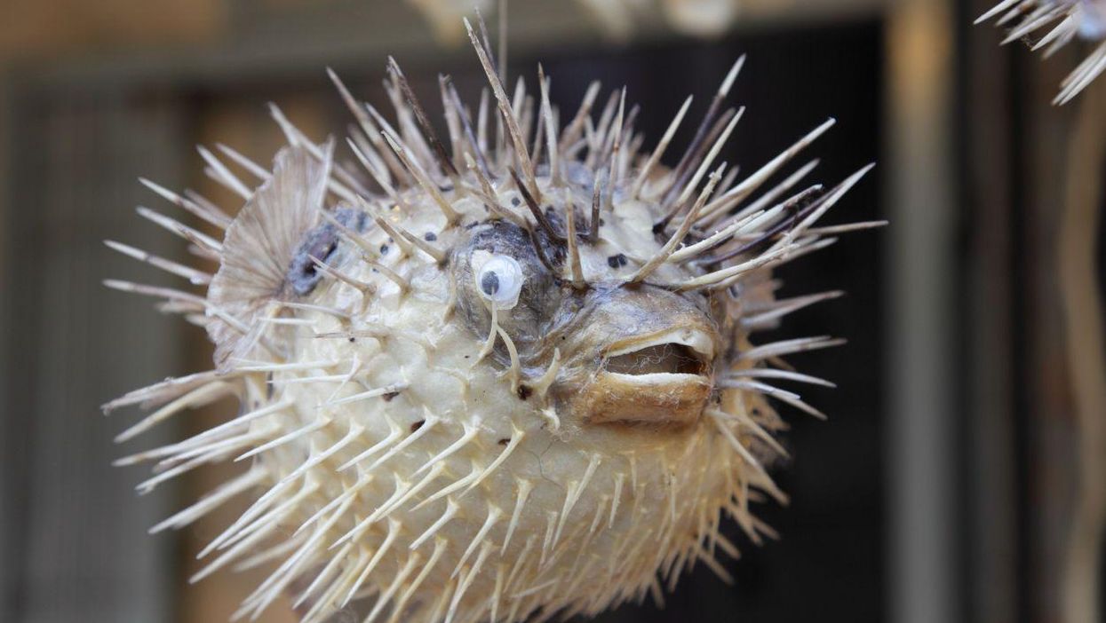 10 of the world's most endangered species