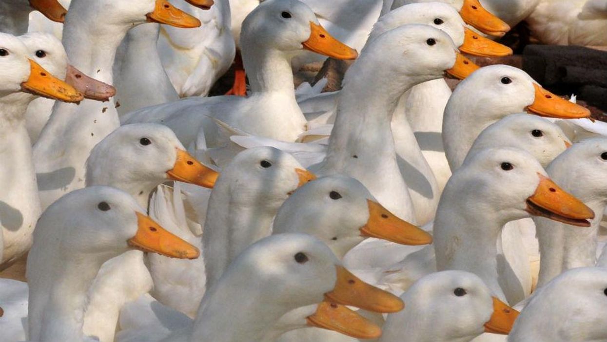 Bird flu outbreak in Yorkshire: What you need to know