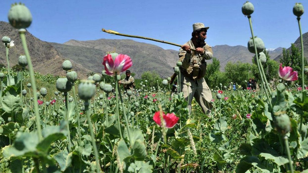 Just as Britain withdraws from Afghanistan, opium production hits record high
