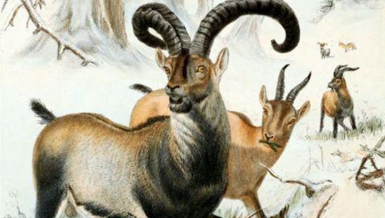 The world is on course to lose half of its animals by the end of the century