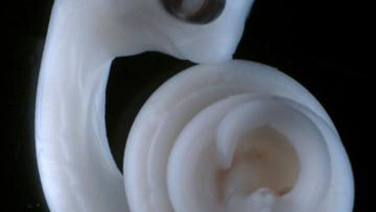 This is why snakes have two penises and men only have one