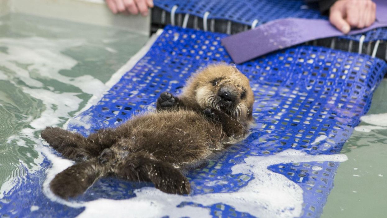 This is what it takes to teach a baby otter to be an otter