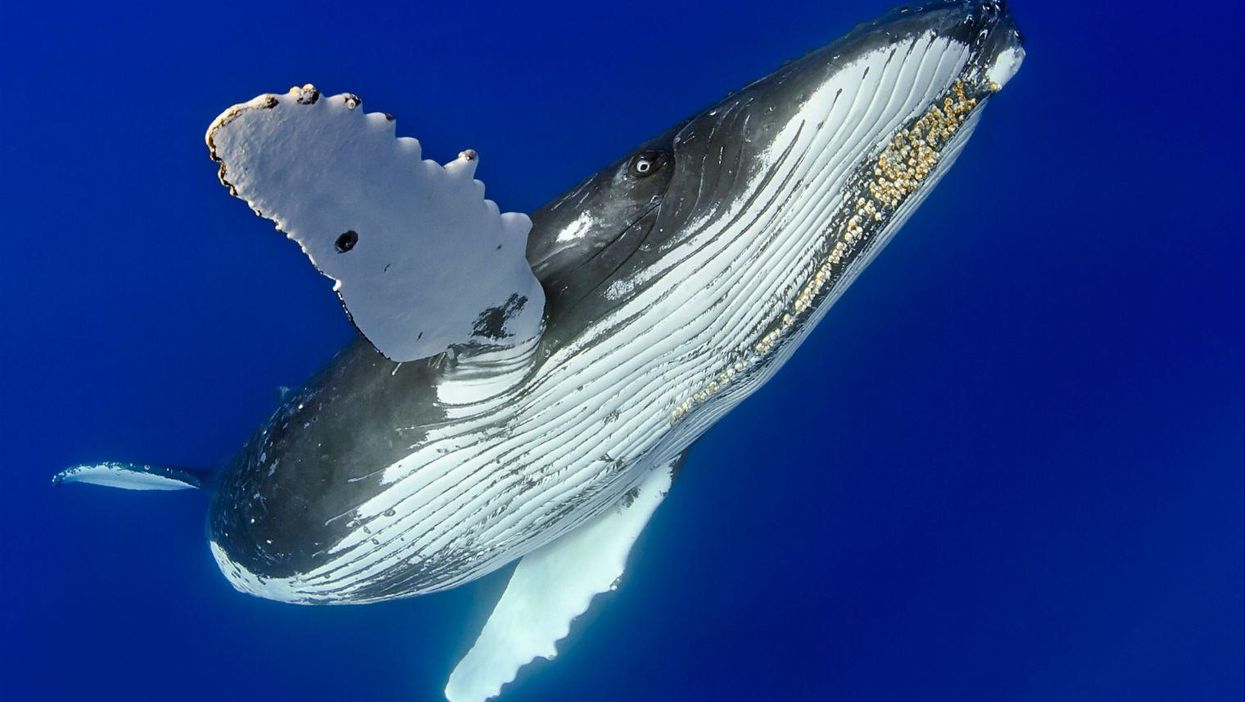 Save these 17 areas of the UK coastline, save the whales
