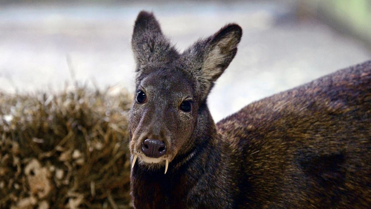 Fanged deer returns after 65-year absence