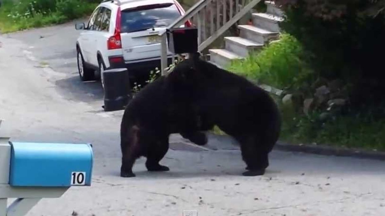 Video: Bears brawl in the middle of suburban street