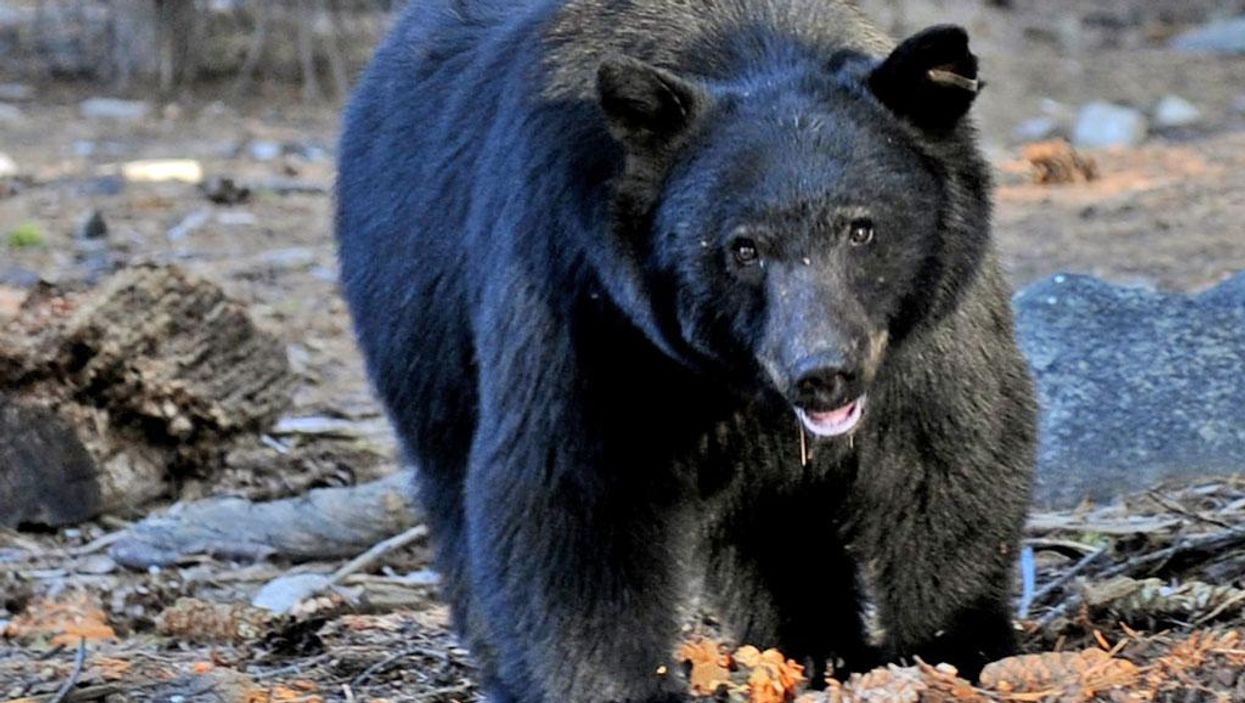 Bear selfies are apparently the new tiger selfies, still ridiculous