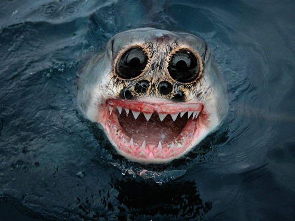 15 hybrid animals we wish actually existed indy100 indy100
