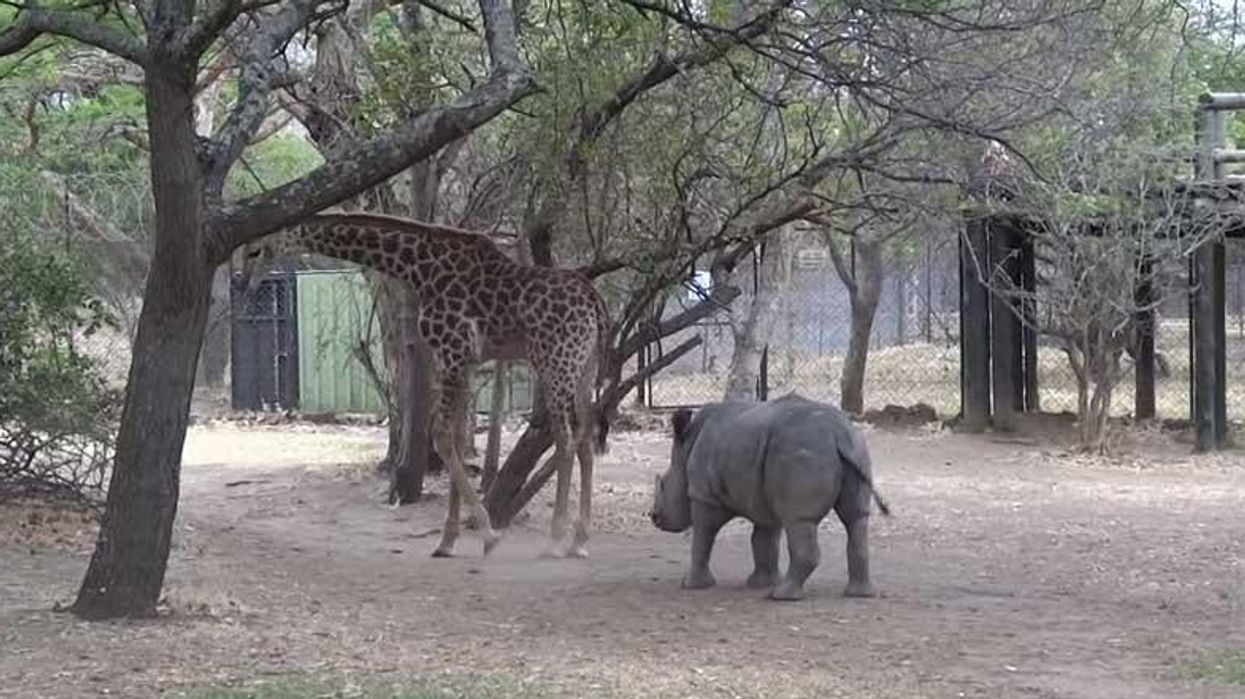 Rhino learns not to annoy a giraffe the hard way