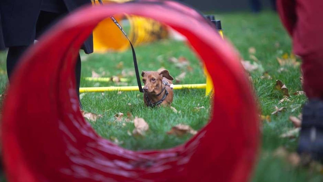 Can you tell the MP by their dog?