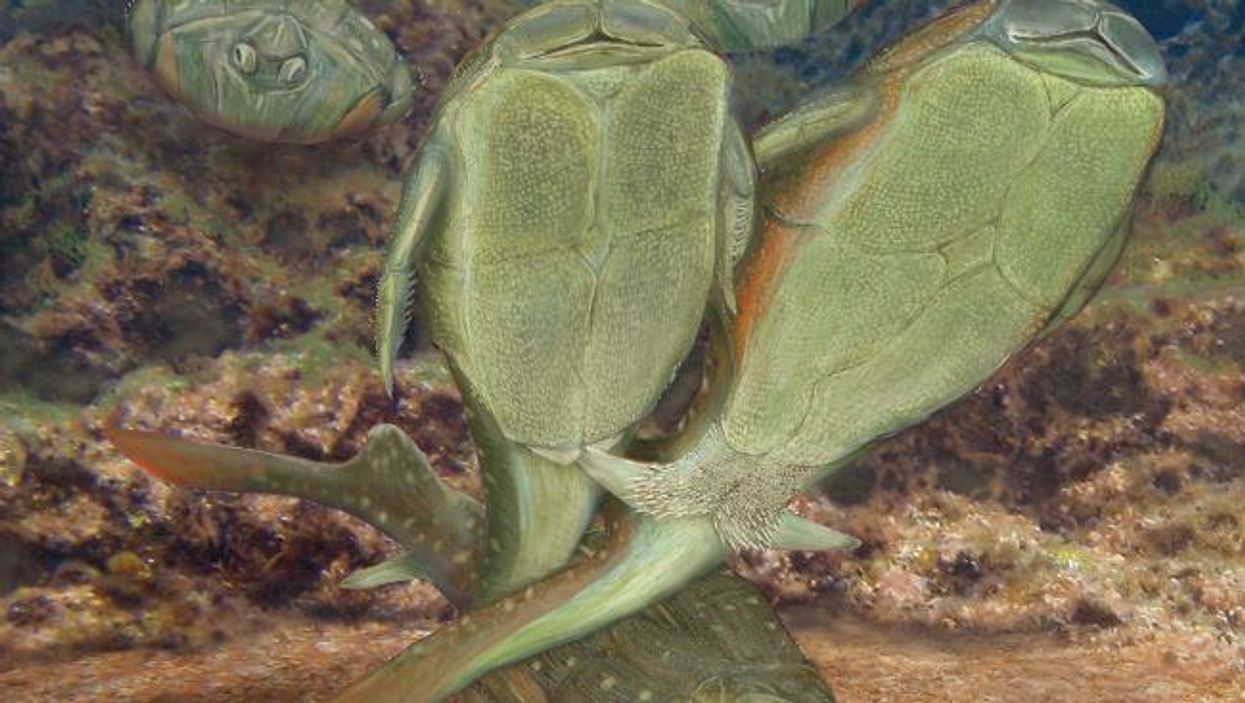Sex was invented by a 385million-year-old fish from Scotland