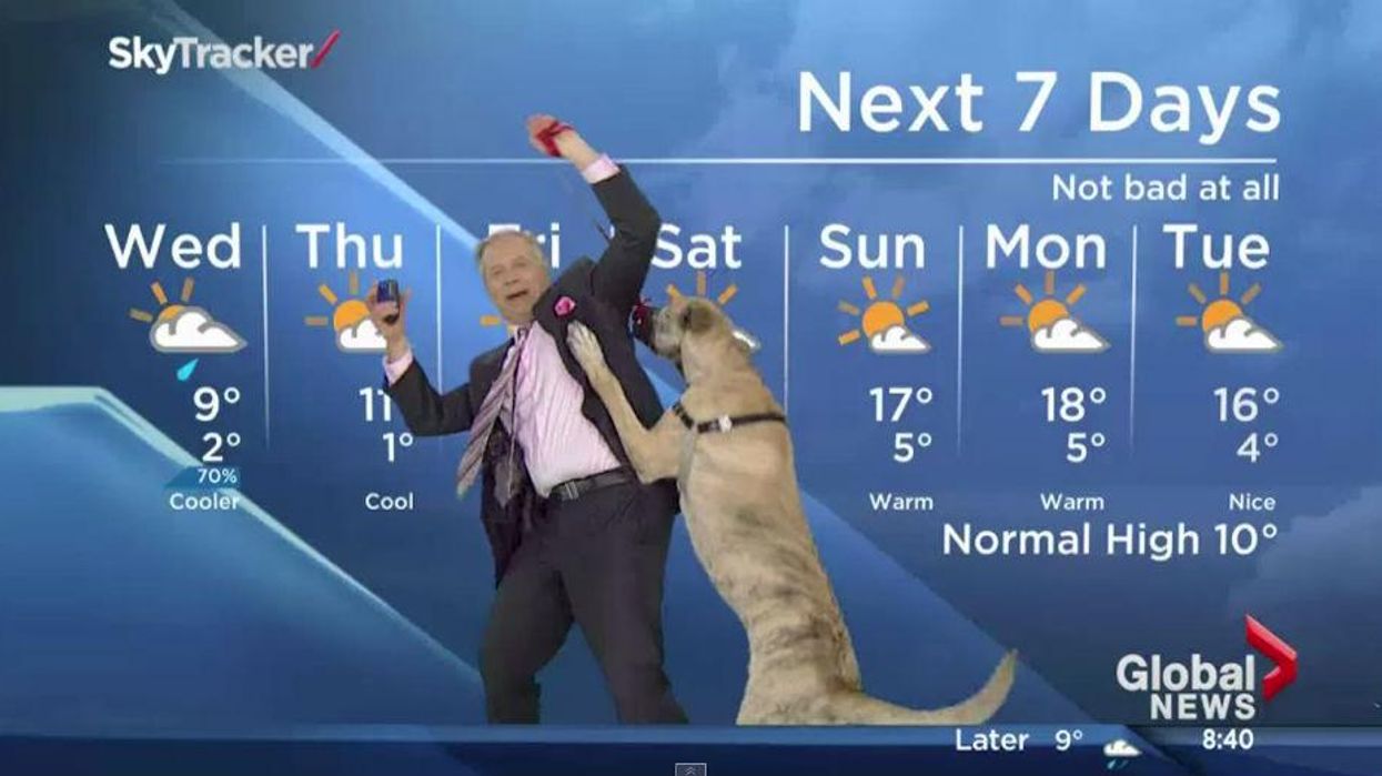 Weather forecasts and big dogs don't mix - who knew?