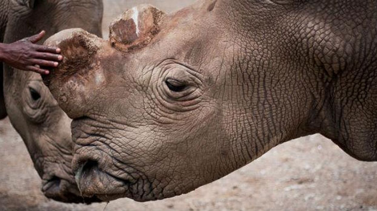 There are now only six northern white rhinos left in the world