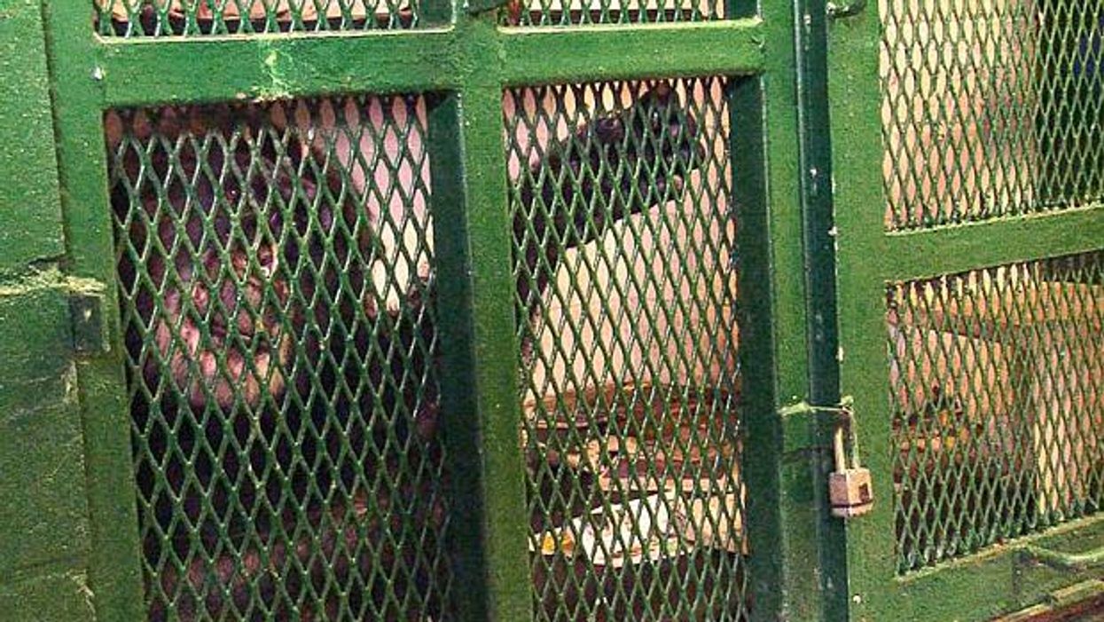 This chimp could have the same rights as you