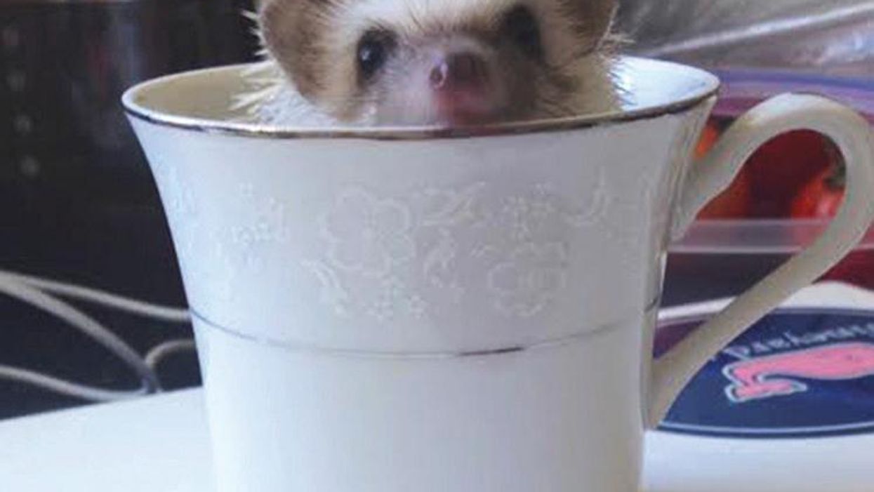 Cute Emergency is releasing a book and it looks adorable