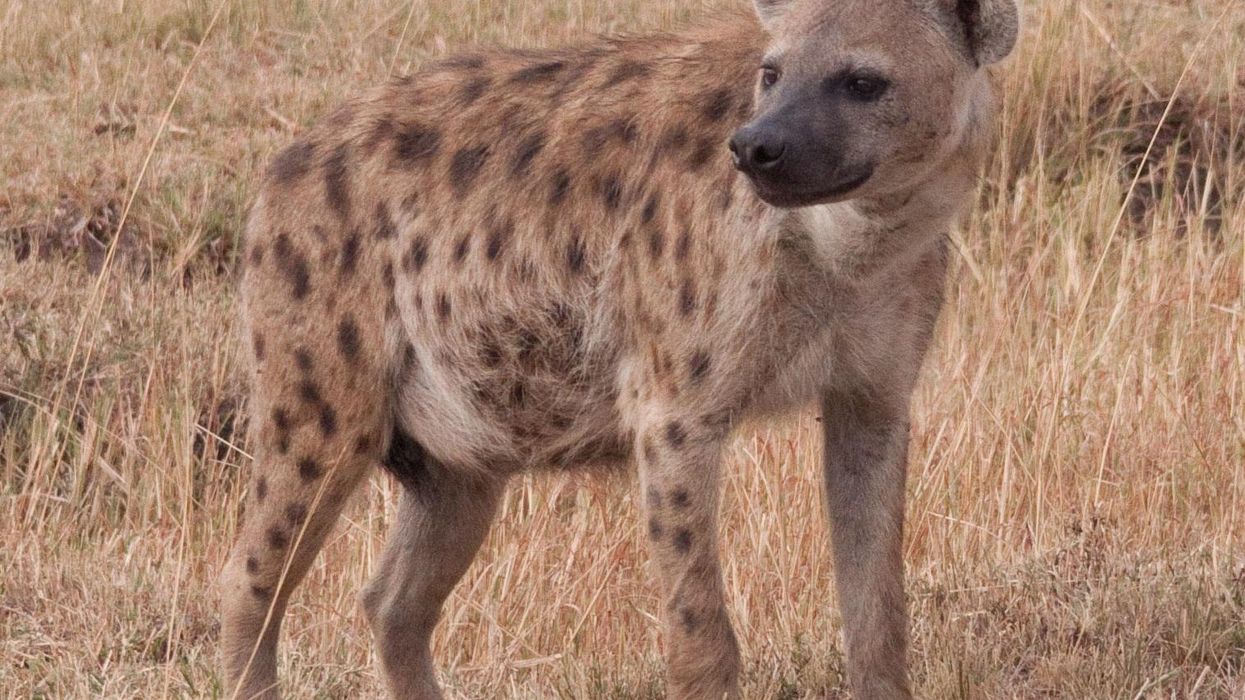 The awkward reason why a zoo couldn't breed two hyenas