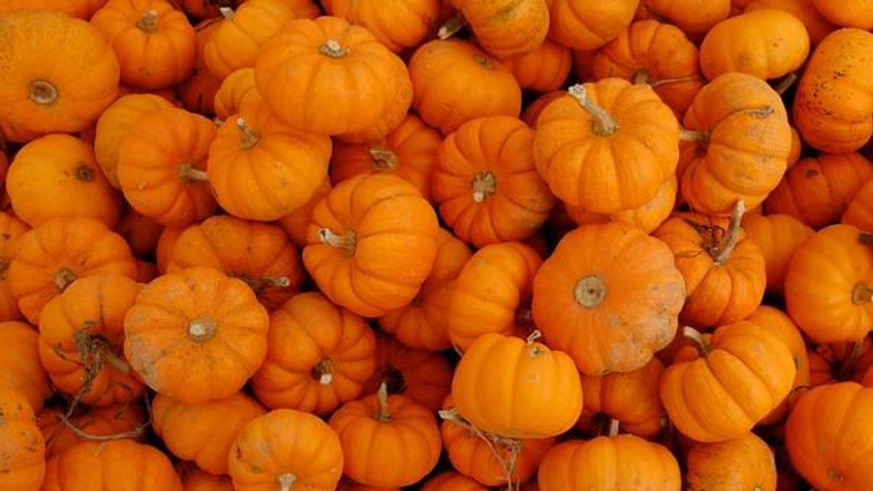 Pumpkin spice condoms don't exist, sadly pumpkin spice houmous does