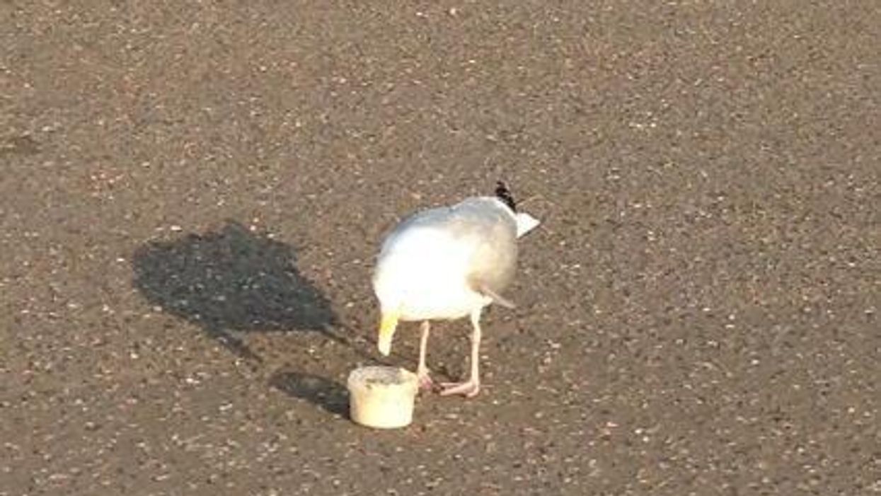 This seagull eating houmous is the most Brighton thing ever