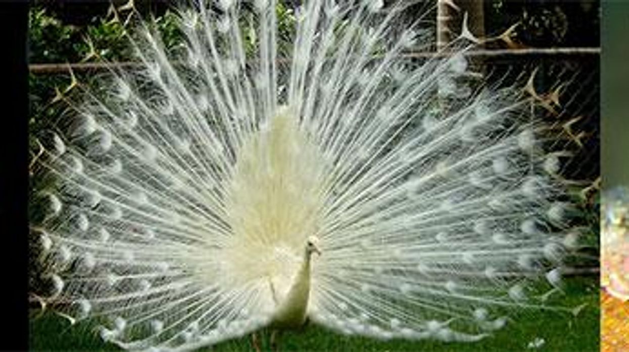 18 animals you’ve (almost definitely) never seen before