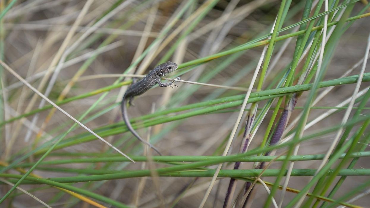 This is the biggest lizard in the UK