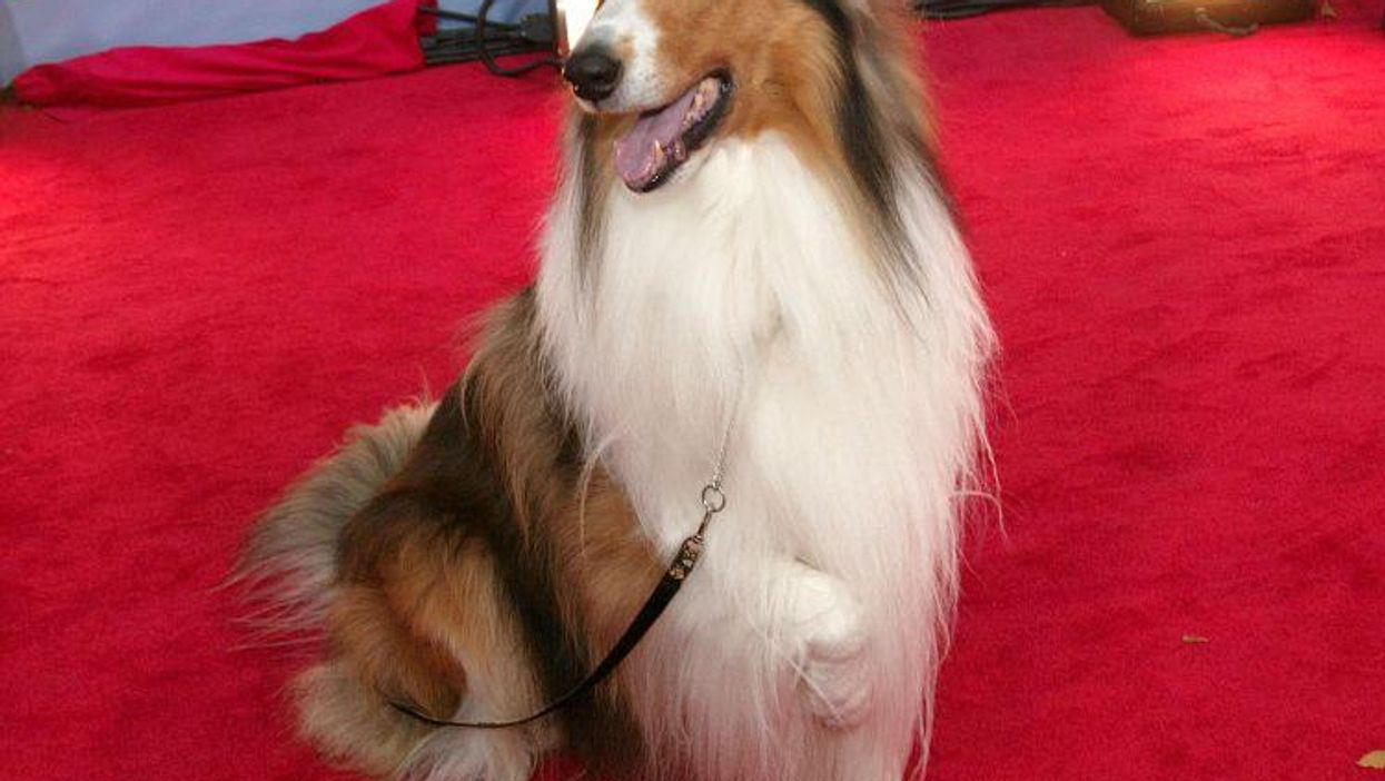 Six famous dogs that are subliminally influencing you