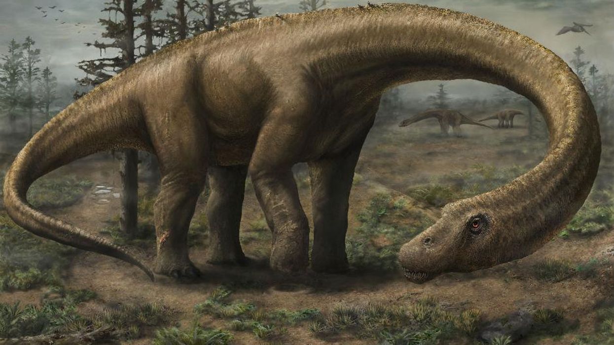 A new dinosaur has been discovered and it's really, really big