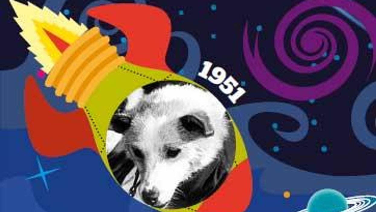 Not just geckos: the other animals blasted into space